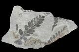 Pennsylvanian Fossil Fern (Neuropteris) Plate - Kentucky #176761-1
